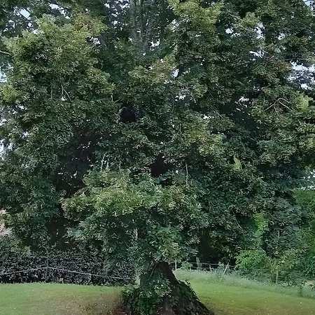 La Maison De Carmensac Vakantiehuis